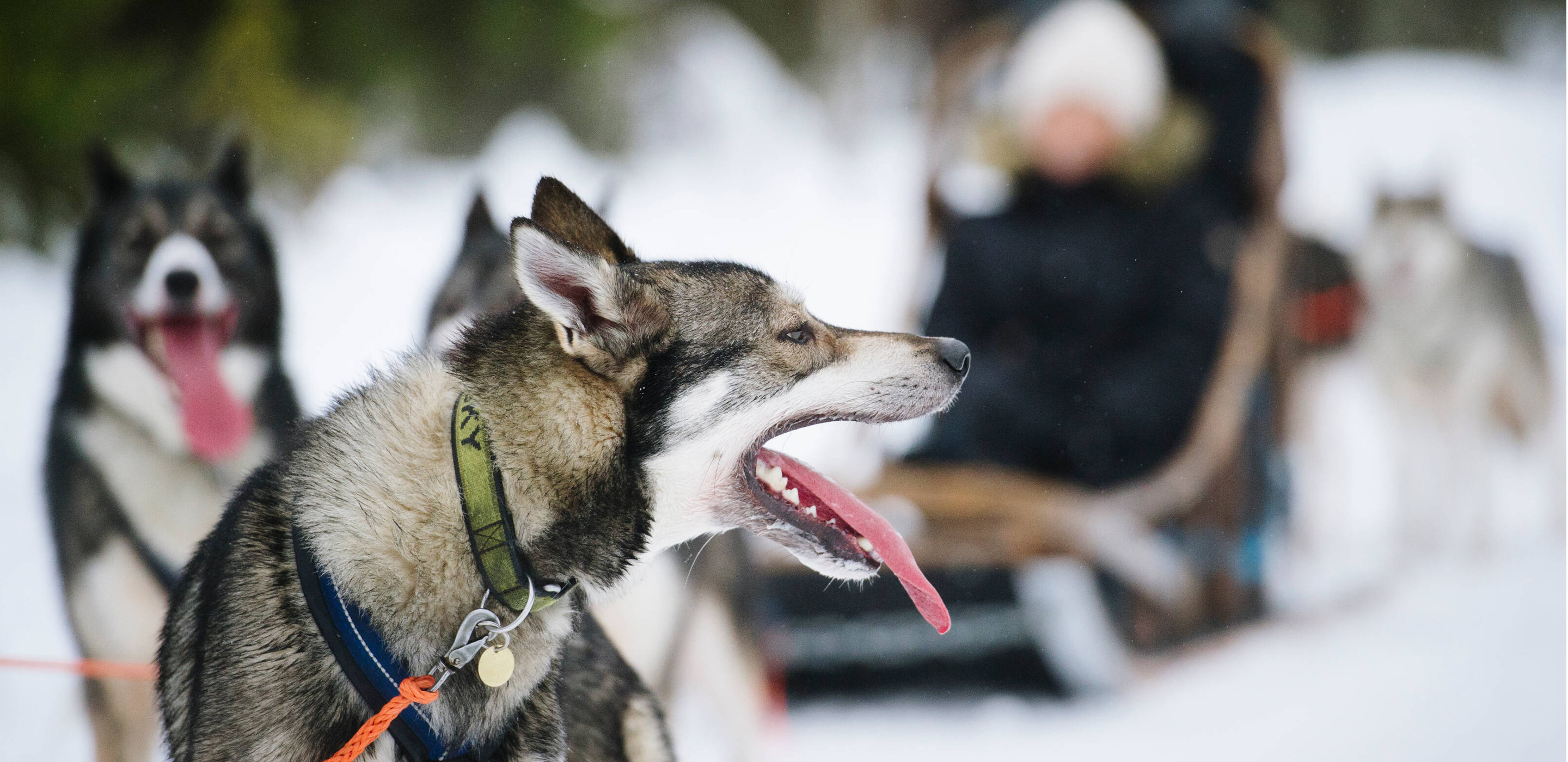 Husky Schlitten Sport im Winter