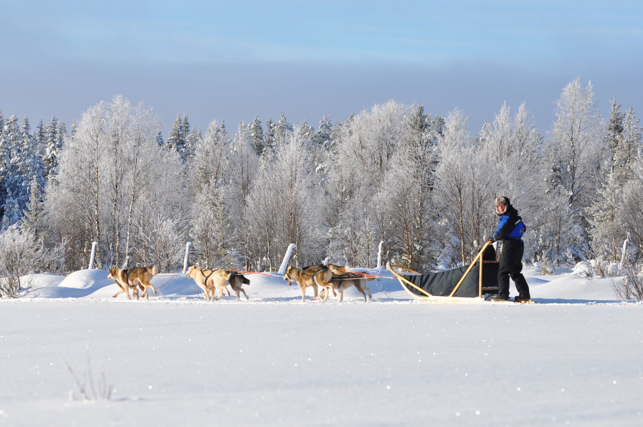 Huskyfahrt im strahlenden Sonnenschein Hauptbild