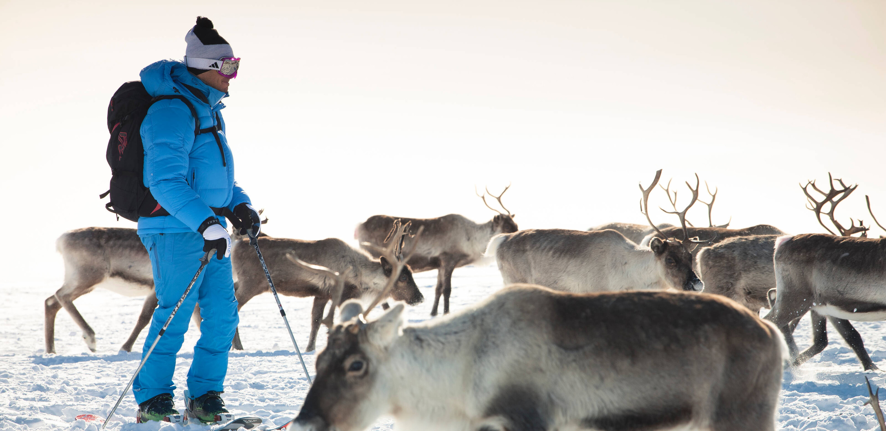 Kilpisjarvi Rentiere 