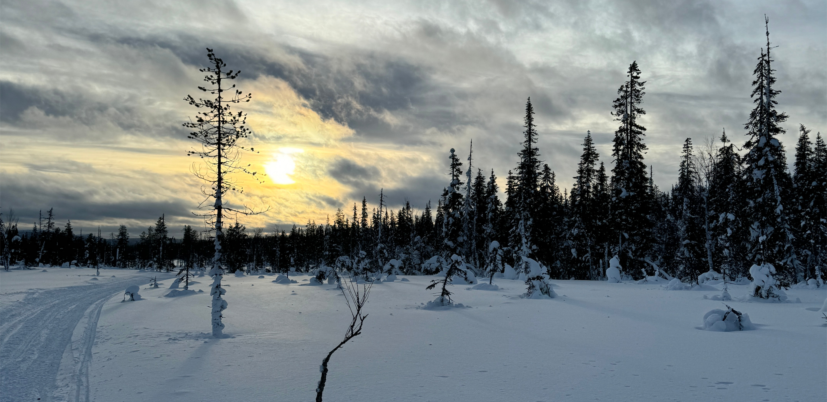 Sallatunturi verschneiter Wald Safaristrecke