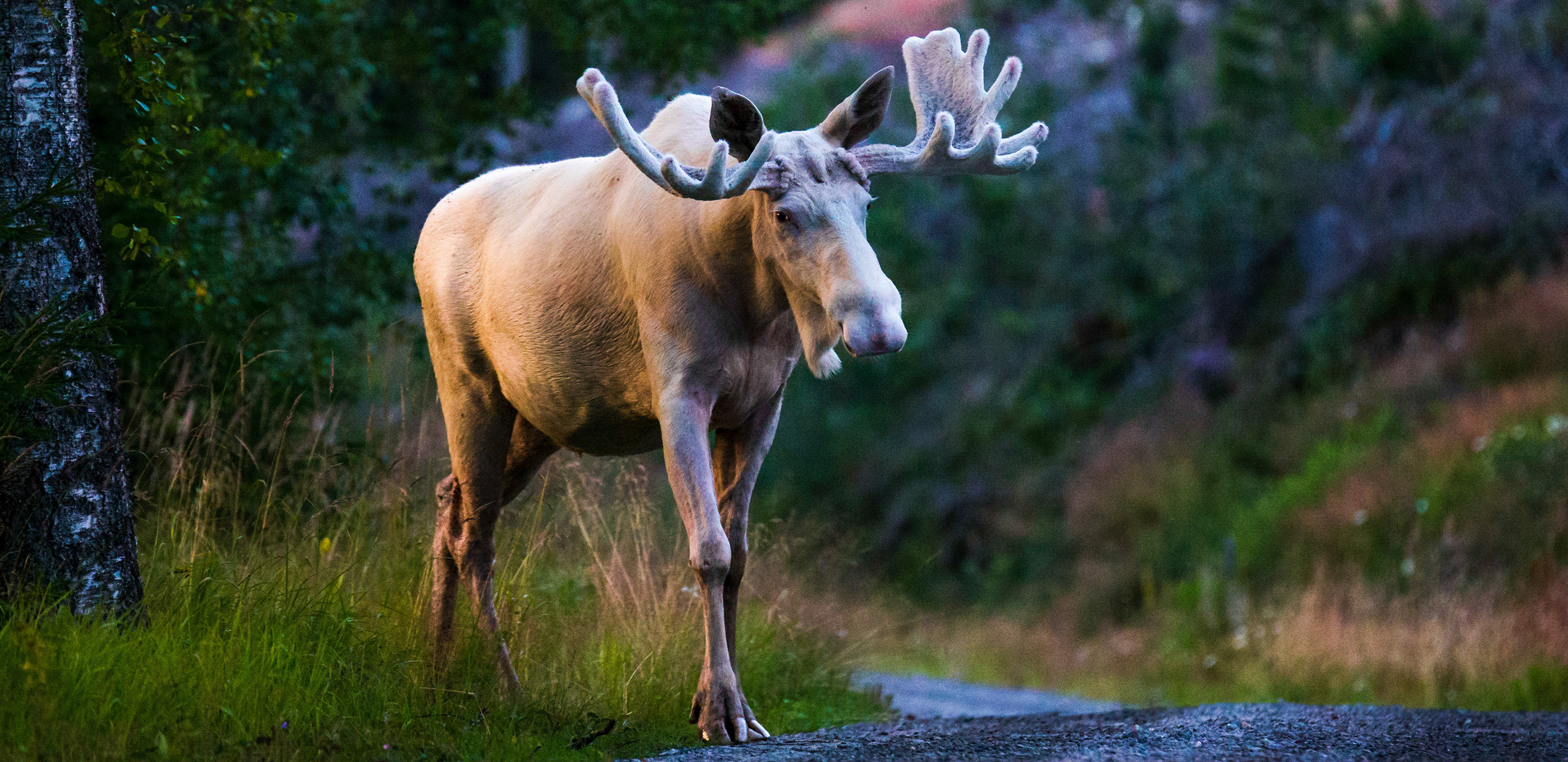 Schweden_Elch Weißer Elch