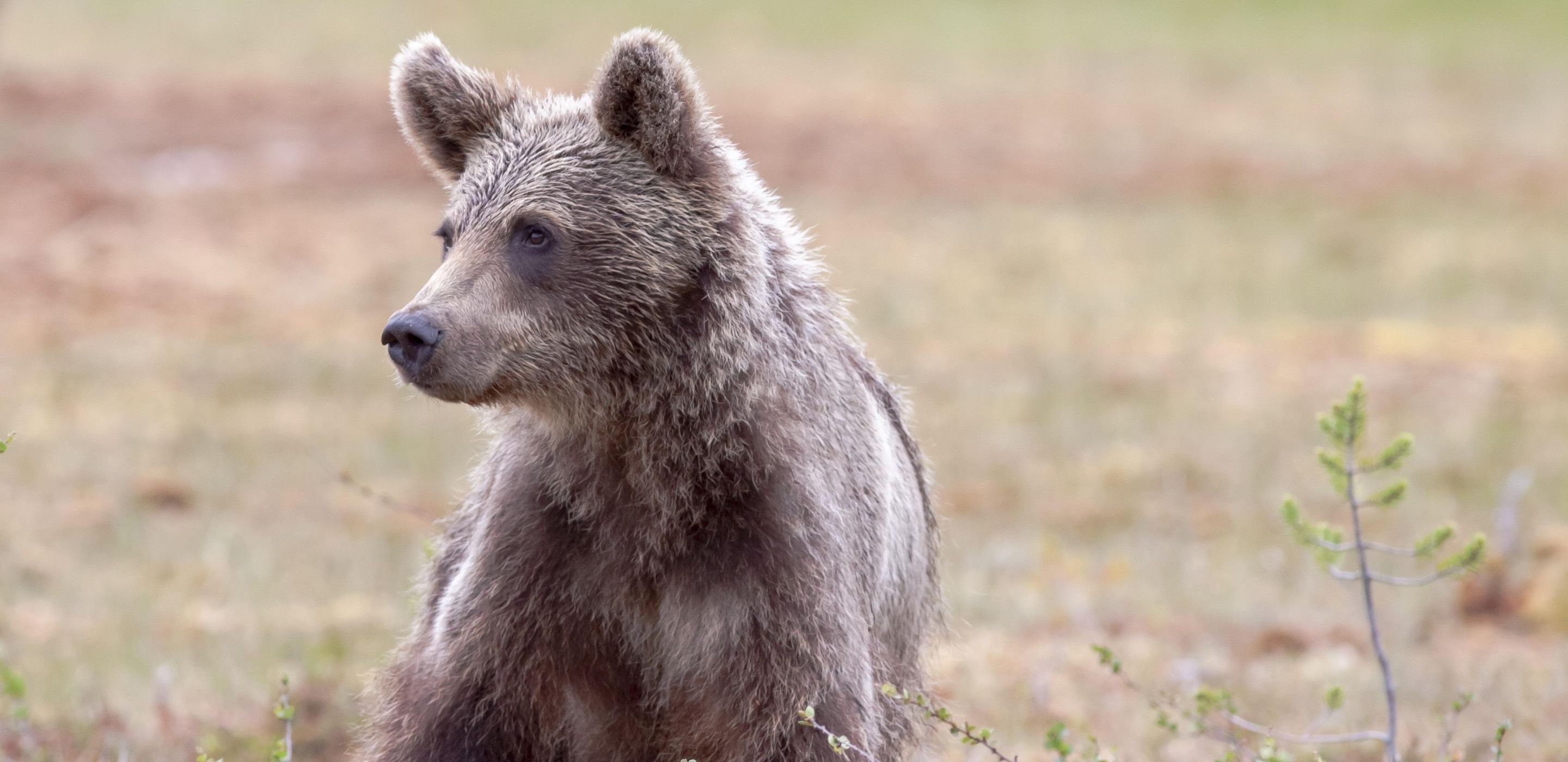 Braunbär