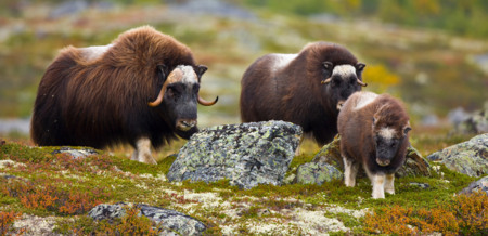 Moschusochsen-im-Dovrefjell-Nationalpark