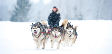 Hundeschlitten-Safaris in Finnland